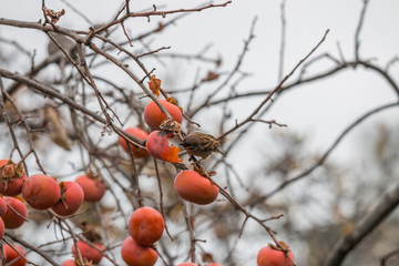 柿を食べるスズメ