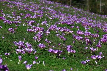 urginea maritima flover