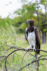 bird of prey