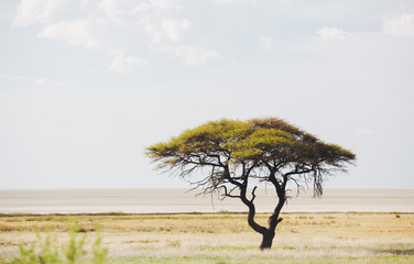 Tree in Etosha National Park