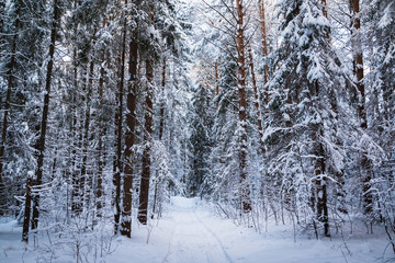 Beautiful winter scenery with forest full of trees covered snow