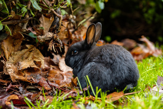 cute black bunny sitting on the green grass facing the bushes in the park
