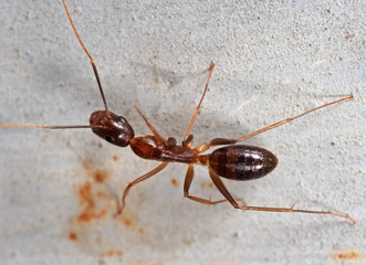 Macro Photo of Ant on The Wall
