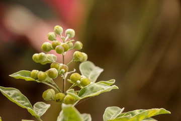 Vitex trifolia L.  at garden
