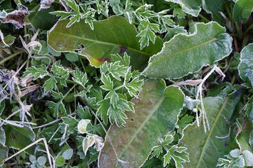 霜が付着した草