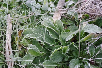 霜が付着した草
