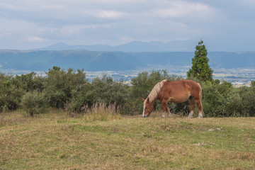 Fototapeta na wymiar Green grass field with Aso mountain background and horse, Aso, Kumamoto, Kyushu, Japan