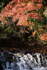 Fototapeta premium 日本、京都、八瀬の川と紅葉（53）