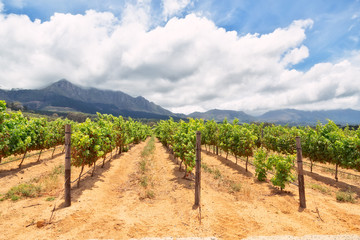 Fototapeta na wymiar South Africa Vineyards