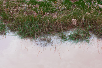 Old dandelions and their reflection in the water.