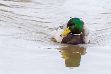 A male common mallard (anas platyrhynchos) swims