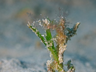 Underwater close upphotography of a decorator spider crab. (Pulau Bangka/North Sulawesi/Indonesia)