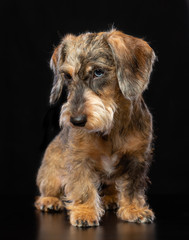 Coarse dachshund dog on Isolated Black Background in studio