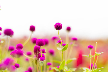 The nature of the flower is very beautiful.