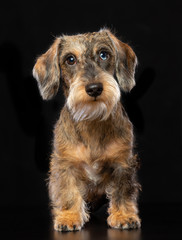 Coarse dachshund dog on Isolated Black Background in studio