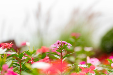 The nature of the flower is very beautiful.