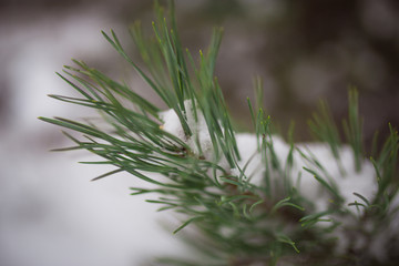 Snow lies on the branches of trees. Snow-covered forest, high drifts