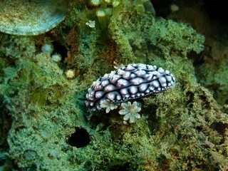 Sea slug