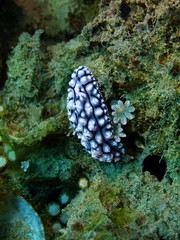 Sea slug