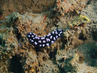Obraz na płótnie Canvas Sea slug