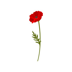 Blooming red poppy flower with stem, floral design element vector Illustration on a white background
