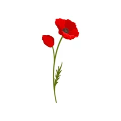 Blühende hellrote Mohnblumen mit Stamm, Blumenmusterelement-Vektorillustration auf einem weißen Hintergrund © Happypictures