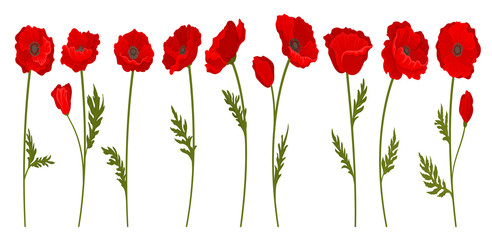 Collection of bright blooming red poppy flowers with stems and leaves, floral design element vector Illustration on a white background