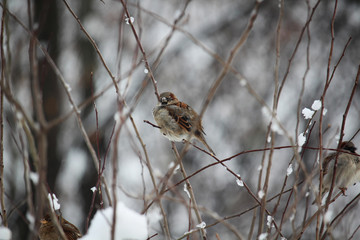 Sparrows in a park during winter season, Moscow