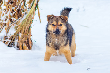 Small dog in the winter garden in the snow_