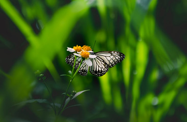butterfly on flower close-up