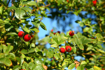 Hawthorn