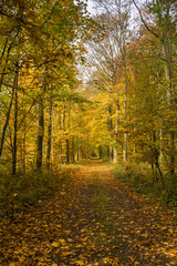 Autumn forest scenery with rays of warm light illumining the gold foliage and a footpath leading into the scene