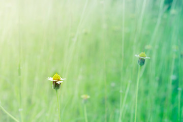 grass flower in meadow