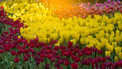 Beautiful red and yellow ruby ​​flowers and light orange.