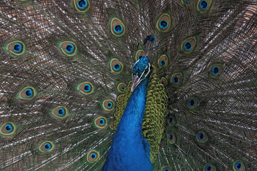 Obraz premium Portrait of an Indian peafowl or the blue peafowl