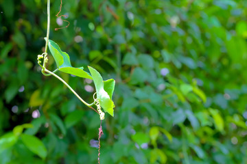 ivy gourd nature background