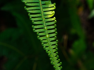 Closeup fern leaves in a tropical rain forest, Phetchaburi, Thailand