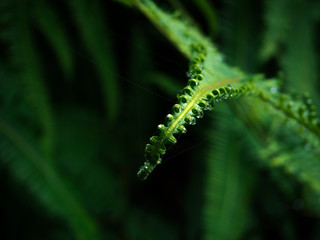 Closeup fern leaves in a tropical rain forest, Phetchaburi, Thailand