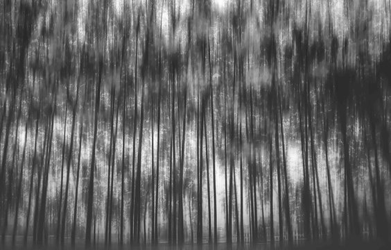 blurred abstract background photo of forest with surreal motion blur effect