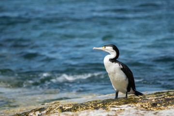 Pied Shag
