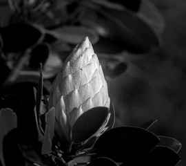 Black & White King Protea
