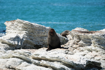 Fototapeta premium New Zealand fur seal 