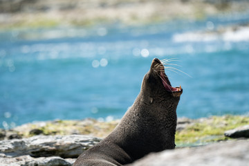 New Zealand fur seal 