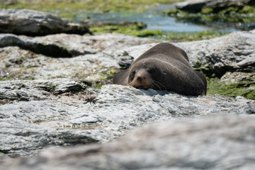 New Zealand fur seal 