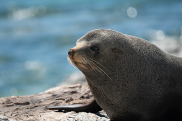Fototapeta premium New Zealand fur seal 