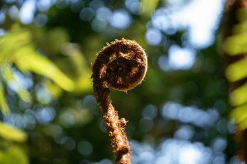 Unfurling New Zealand fern