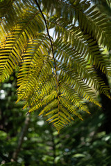 Fern in New Zealand forest