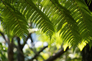 Obraz premium Fern in New Zealand forest