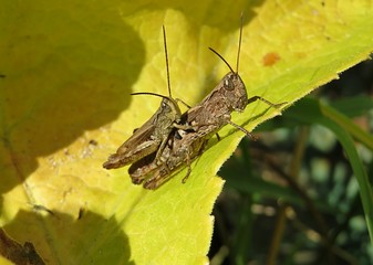 Mating grasshoppers on yellow leaf in autumn garden, closeup