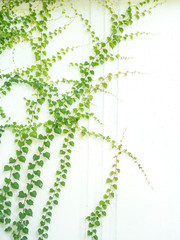 ivy leaves isolated on a white background